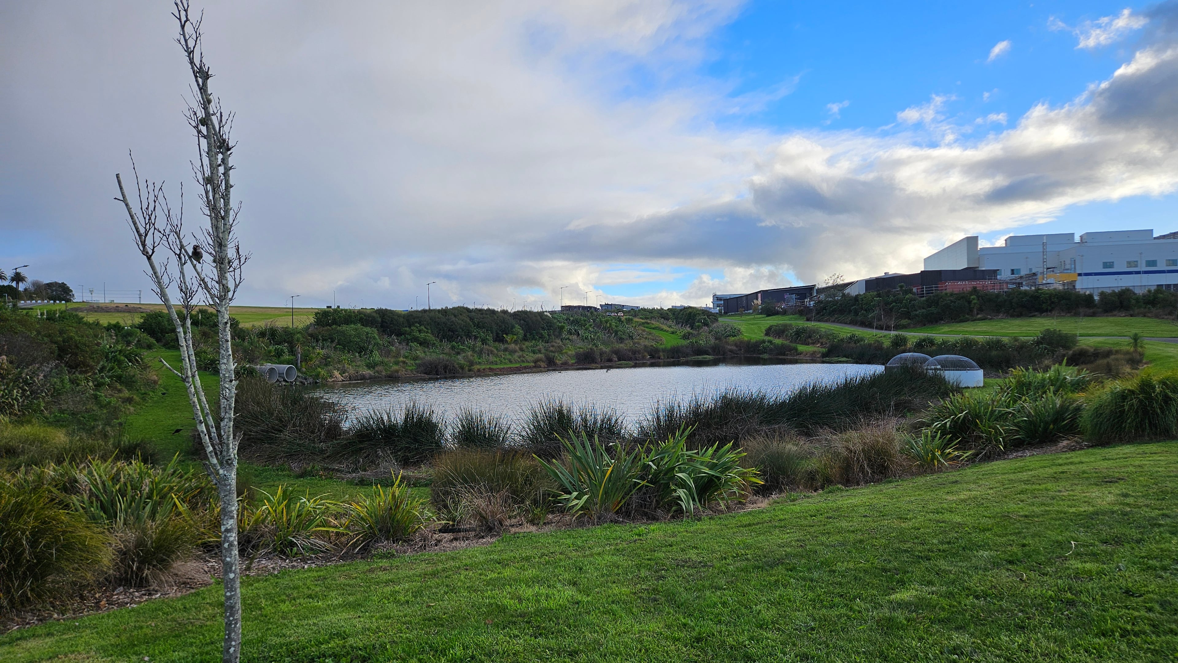 Ducks at the pond beside the reserve — a nice wind-down after play