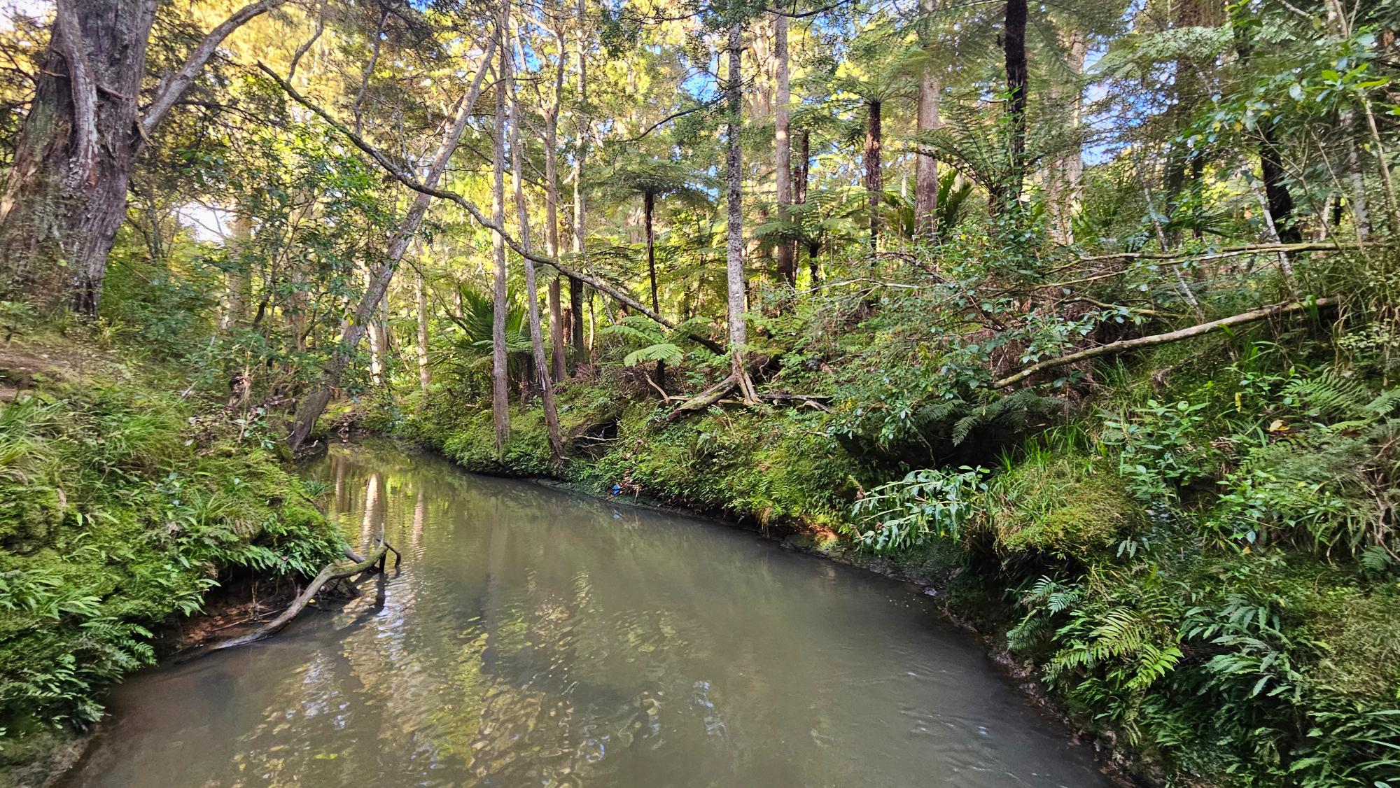 We came looking for the eels rumoured to live in Northwood Reserve, just behind the playground — no luck on our visit, unfortunately.