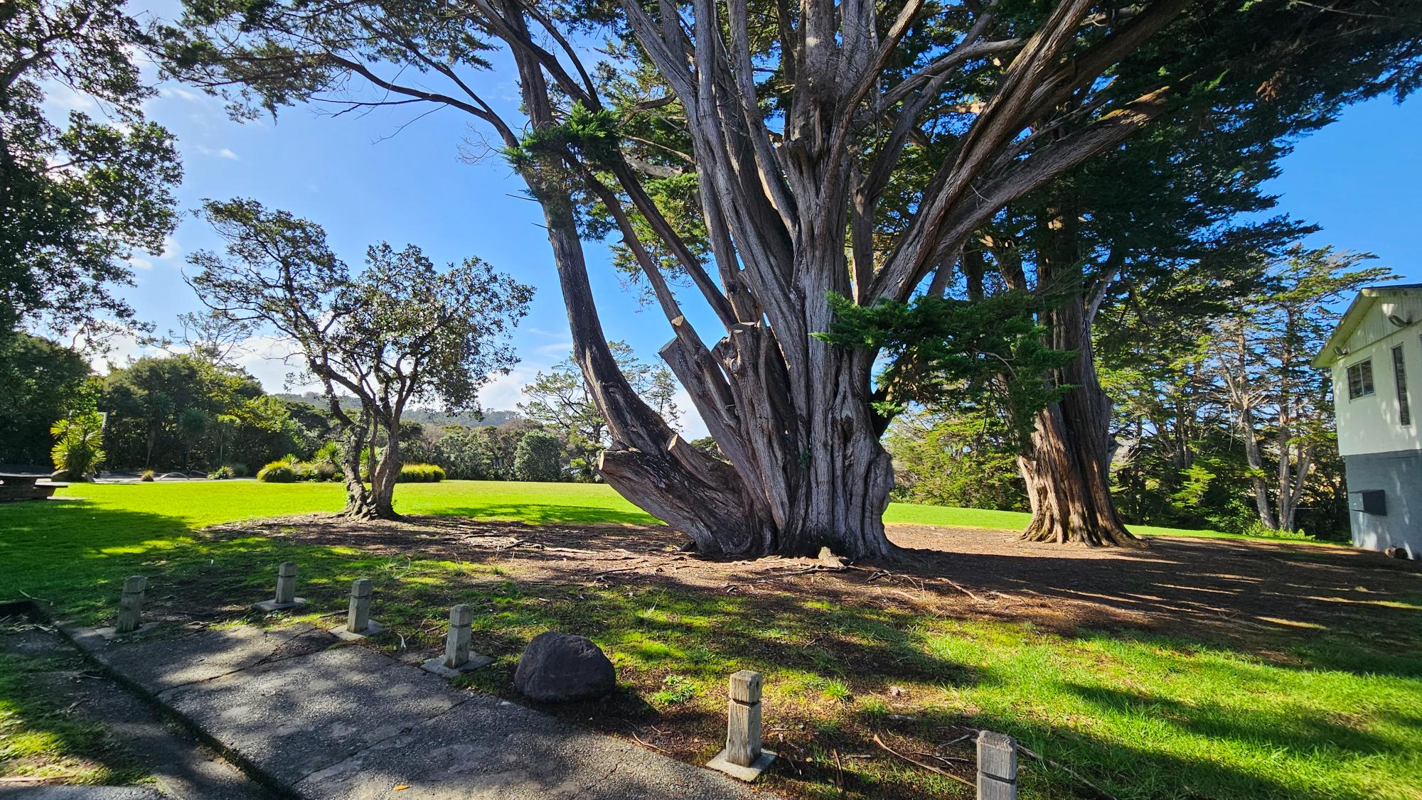 Picnic area and park facilities at Tui Park, Beach Haven. FYI: The big tree you see in the photo is near the playground entrance - walk up close to it and you might discover another hidden surprise.