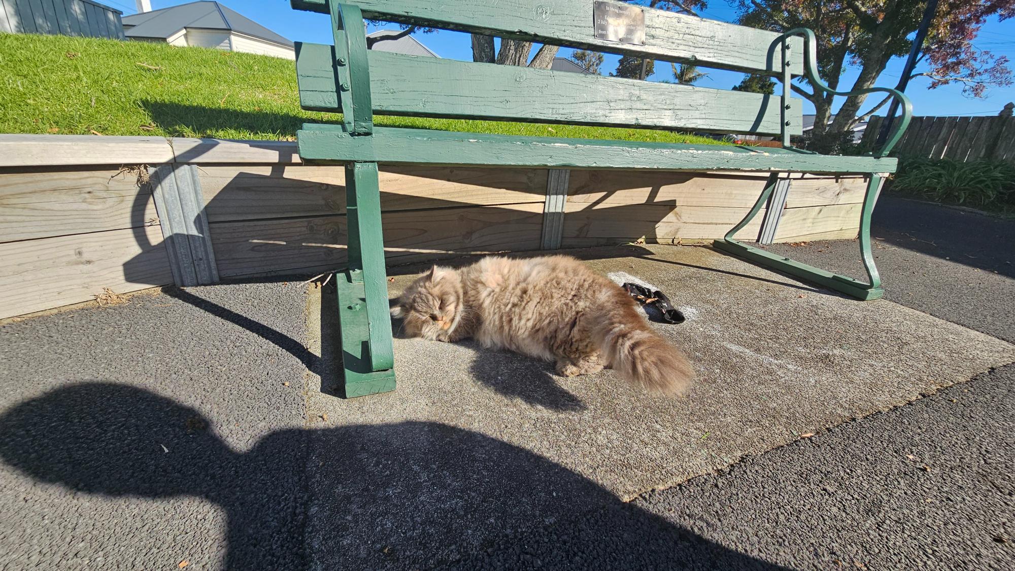 The friendly gray cat that comes up to greet us every time